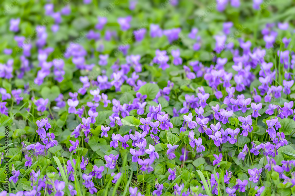 Flower bed with Common violets (Viola Odorata) flowers in bloom, traditional easter flowers, flower background, easter spring background. Close up macro photo, selective focus Flower bed with Common violets (Viola Odorata) flowers in bloom, traditional easter flowers, flower background, easter spring background. Close up macro photo, selective focus