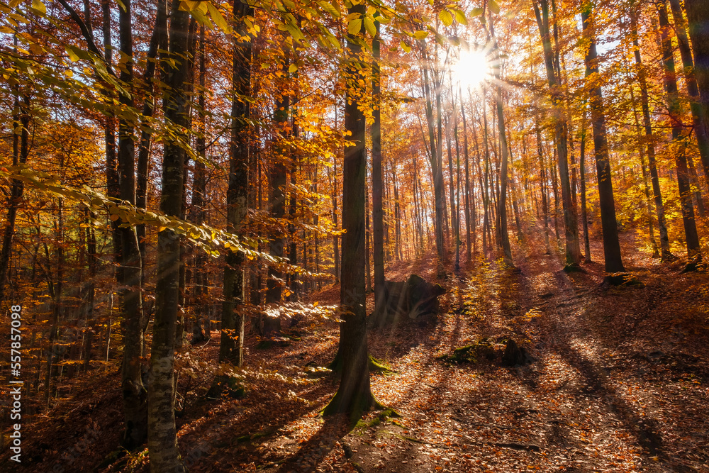 Obraz premium Autumn beech forest with sun rays among yellow leaves. Golden bright mystical mysterious landscape with fabulous trees. A journey through the forest. Beauty of nature. Natural background for design