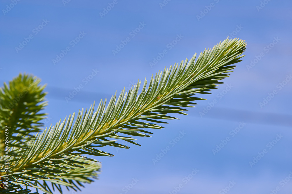 a young fir branch,young fir trees growing in spring against the background of the sky a young fir branch,young fir trees growing in spring against the background of the sky