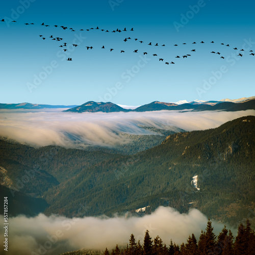 Birds flying over an epic ocean of clouds and fog in the autumn mountains landscape  aerial view. Huge white clouds come in waves over the foggy valleys  mountain peaks rise over like islands