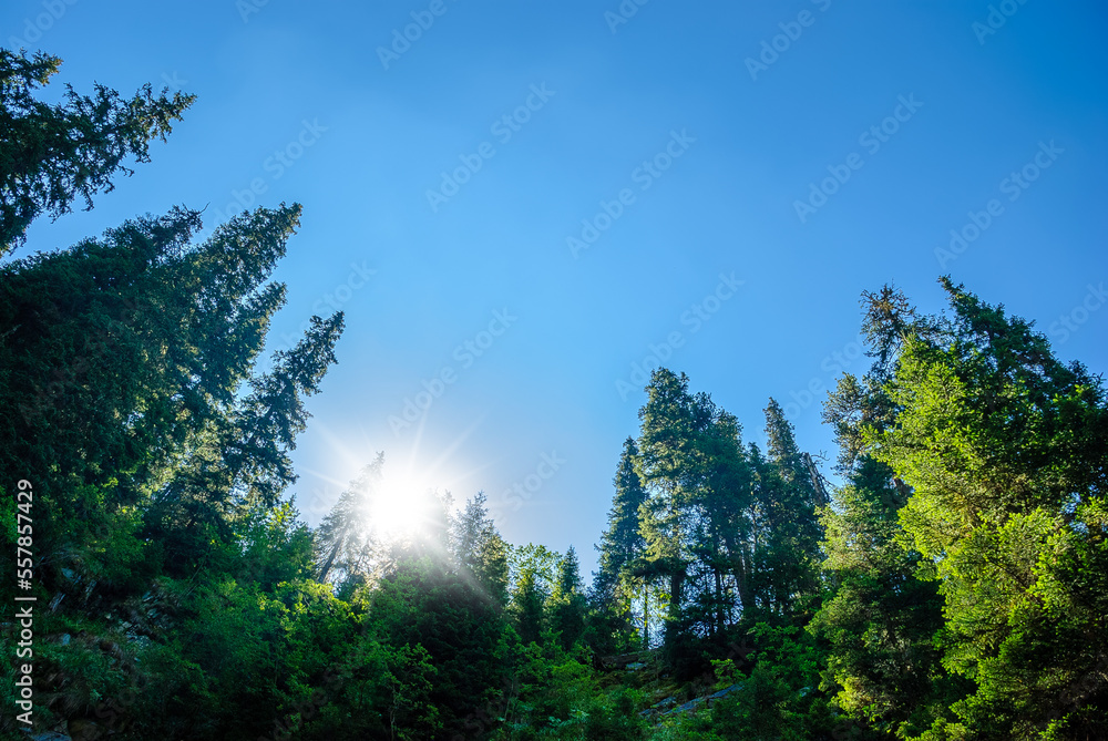 Healthy green trees in a forest of old spruce, fir and pine trees in wilderness of a national park. Sustainable industry, ecosystem and healthy environment concepts and background