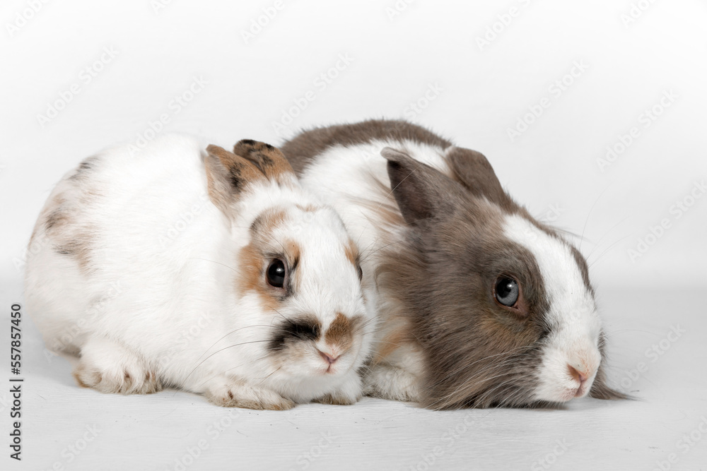 Portrait of two rabbits on a white background. Portrait of two rabbits on a white background.