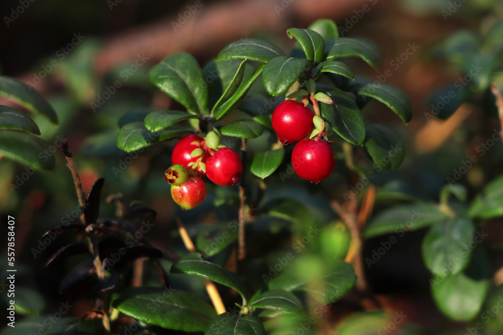 Sprigs of delicious ripe red lingonberries outdoors, closeup