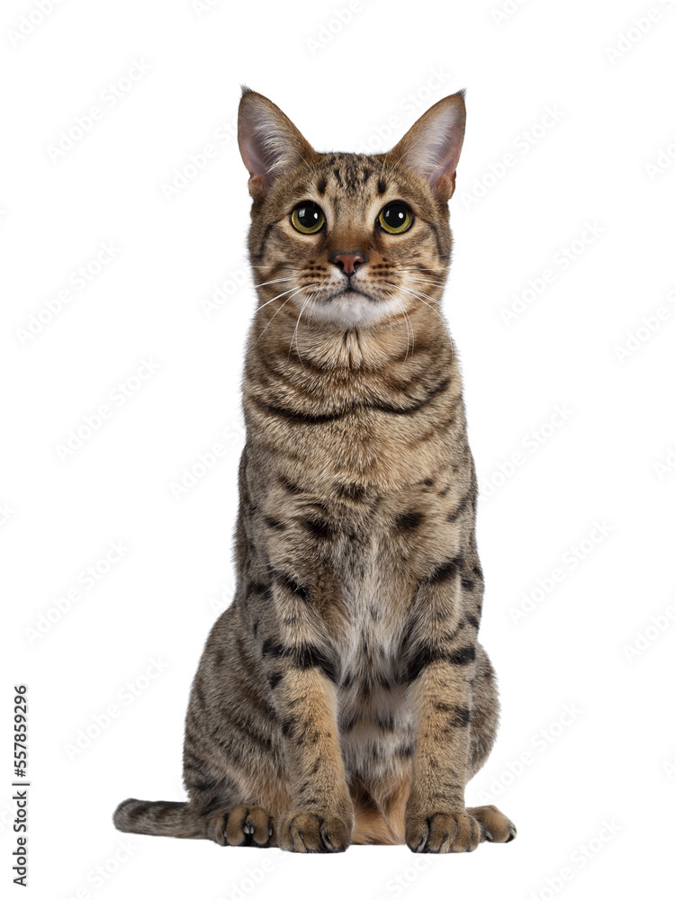 Beautiful golden brown spotted young adult cat, sitting facing front. Looking above camera with big eyes. Isolated cutout on trabsparent background.