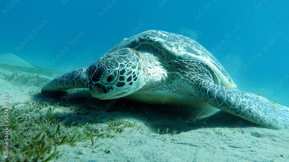 Obraz premium Big Green turtle on the reefs of the Red Sea. Green turtles are the largest of all sea turtles. A typical adult is 3 to 4 feet long and weighs between 300 and 350 pounds. 