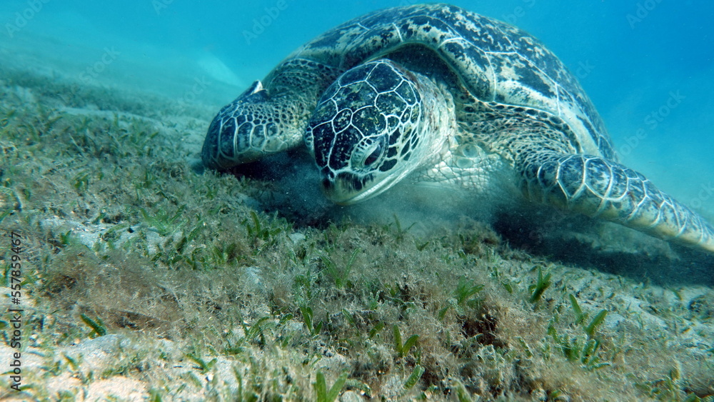 Obraz premium Big Green turtle on the reefs of the Red Sea. Green turtles are the largest of all sea turtles. A typical adult is 3 to 4 feet long and weighs between 300 and 350 pounds. 