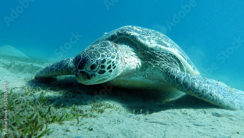  Big Green turtle on the reefs of the Red Sea. Green turtles are the largest of all sea turtles. A typical adult is 3 to 4 feet long and weighs between 300 and 350 pounds. 