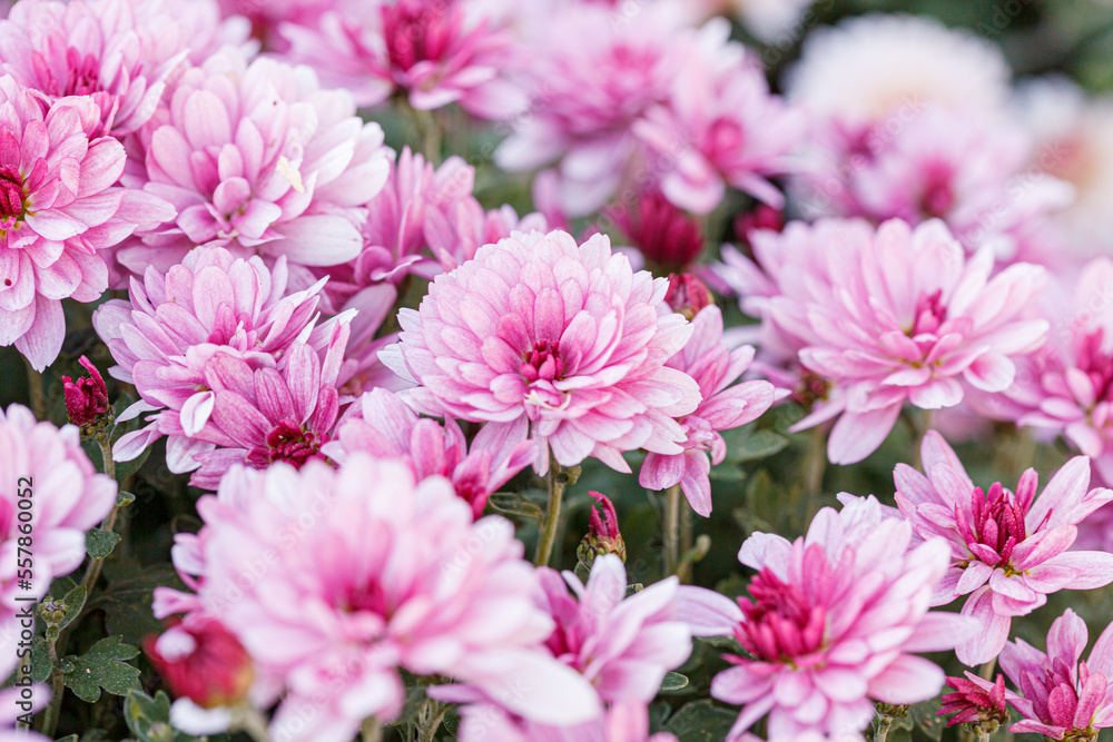 beautiful chrysanthemum flower bushes pink colors beautiful chrysanthemum flower bushes pink colors