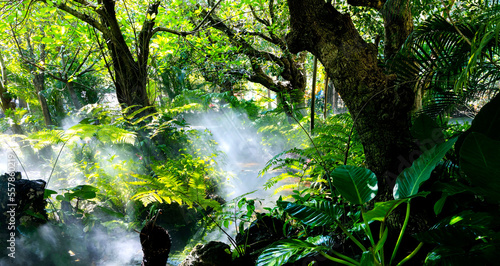 Tropical jungle with  green of the nature as sun beam and mist-foggy in the morning at the  garden