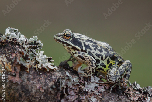 frog on the branch, camouflage, rana temporaria