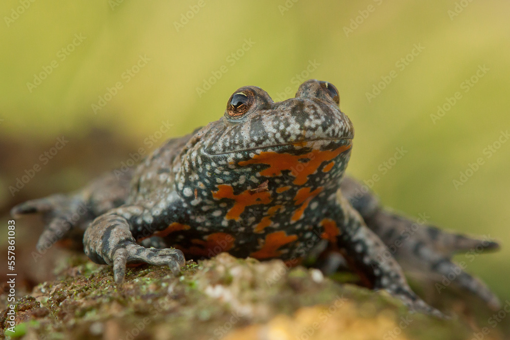 Obraz premium fire-bellied toad, bombina bombina