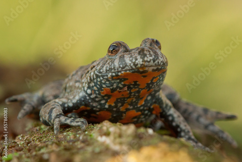 fire-bellied toad  bombina bombina