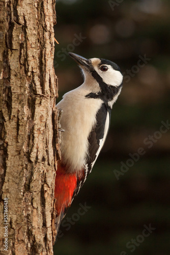 spotted woodpecker digging a hole on tree, dendrocopos major