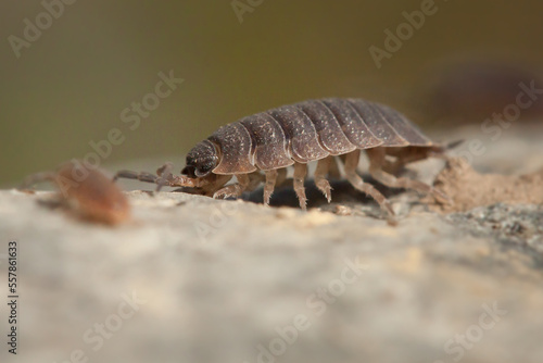 common woodlouse  Oniscus asellus