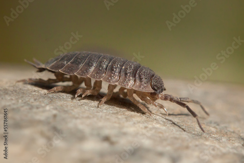common woodlouse  Oniscus asellus