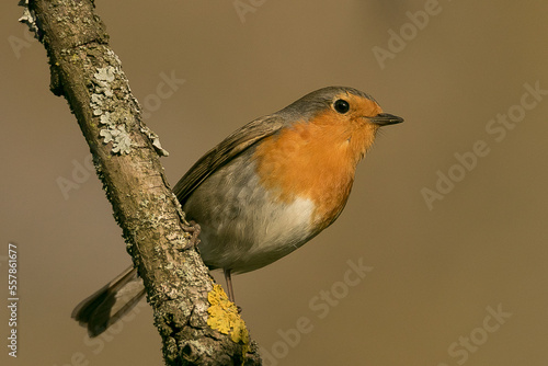 robin on a branch © LIMARIO