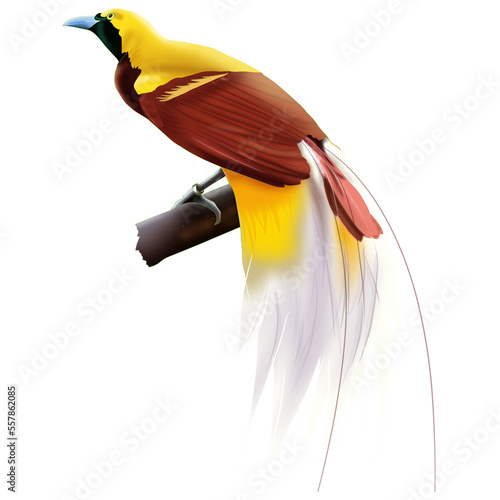 Cenderawasih (Bird Of Paradise) photo