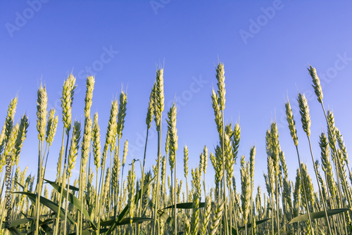 Young green ears of wheat on the background of the blue sky