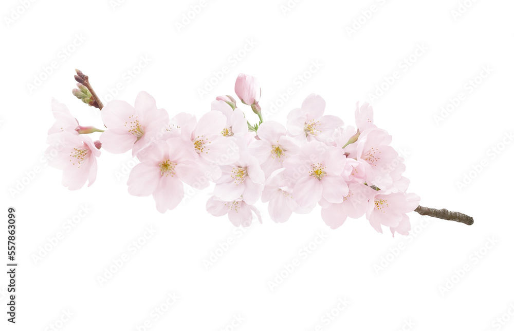 桜 花 イラスト リアル 桜 花 イラスト リアル