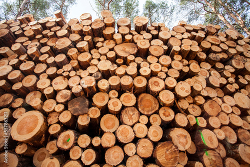 Holzstapel mit Kierfernholz photo