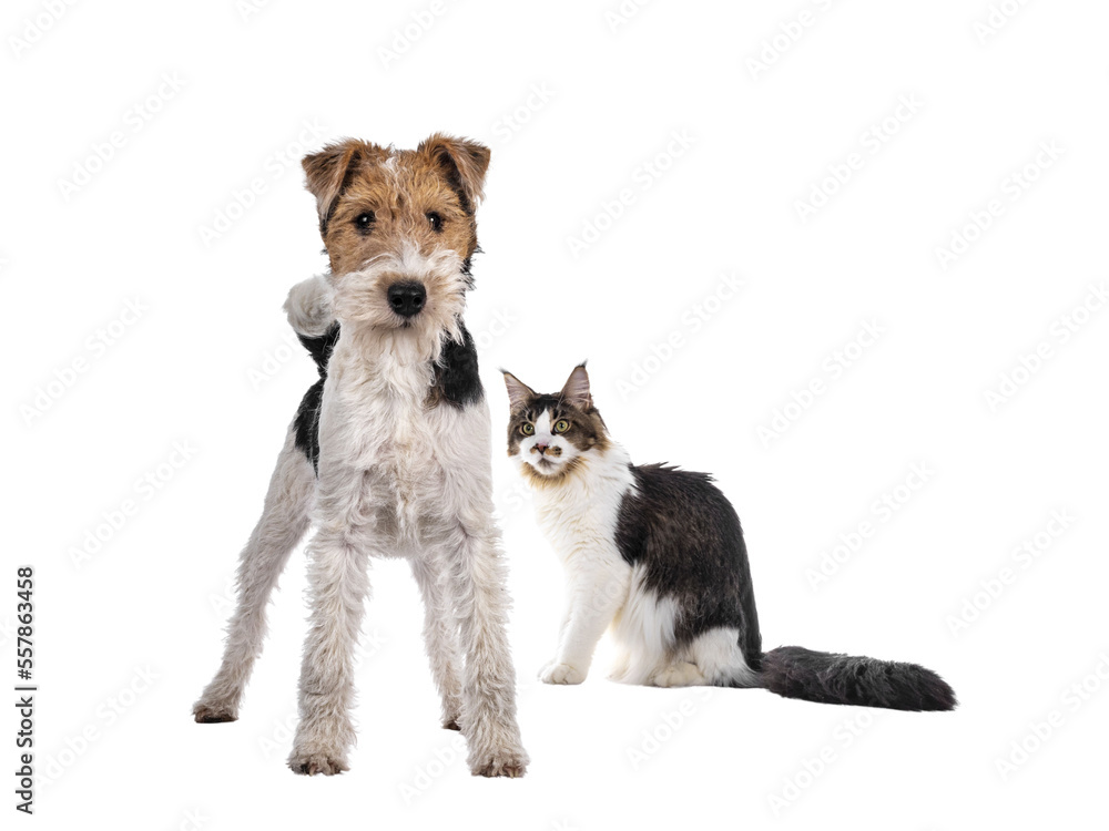 Obraz premium Cute Fox Terrier dog pup standing facing front. Looking at camera with curious dark eyes. Isolated cutout on transparent background. Maine Coon cat photobomb in background.