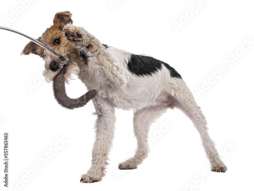 Cute Fox Terrier dog pup standing side ways. Looking beside camera with curious dark eyes. Isolated cutout on transparent background. Playing with fur toy. One paw playful in air.