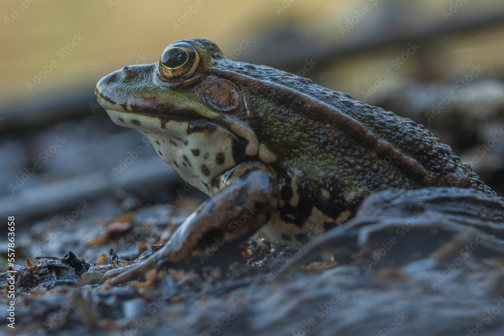 Obraz premium frog on the ground