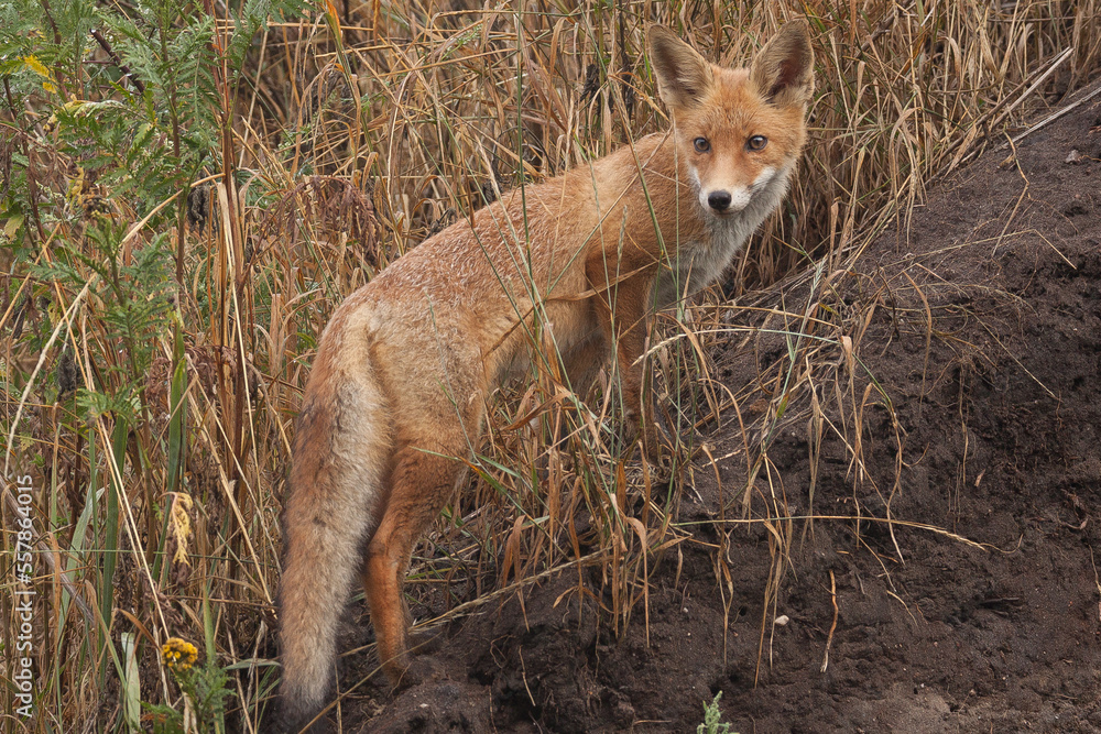 Fototapeta premium red fox in the wild