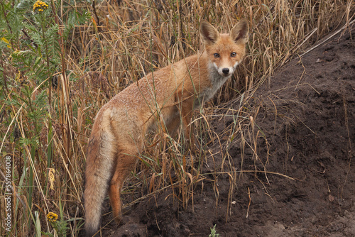 young red fox in the wild