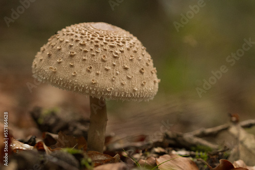 parasol mushroom in the forest, macrolepiota procera
