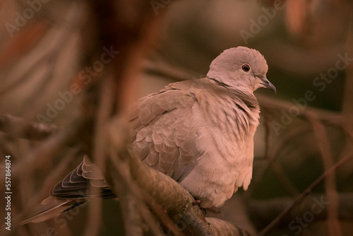 pigeon on a branch, streptopelia decaocto