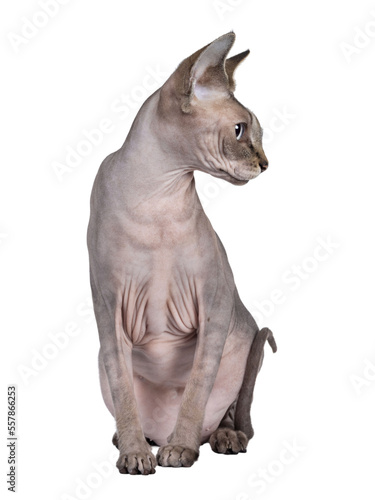 Young adult Sphynx cat, sitting facing front. Looking side ways / profile with light blue eyes. isolated cutout on transparent background.