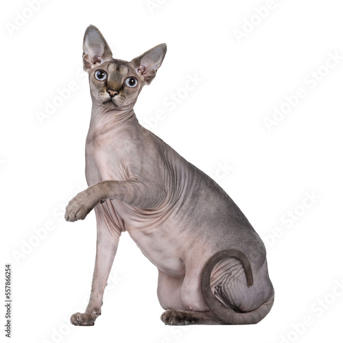 Young adult Sphynx cat, sitting side ways. Looking straight at camera  with light blue eyes. isolated cutout on transparent background. One paw playful lifted in air. © Nynke