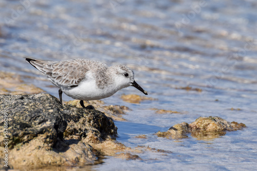 Sandpiper at the beach in Fuerteventura, Canary islands, Spain