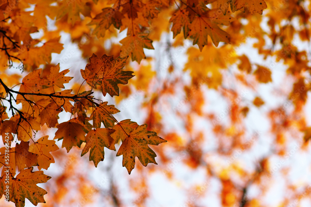 Beautiful autumn landscape with yellow leaves. Beautiful autumn landscape with yellow leaves.