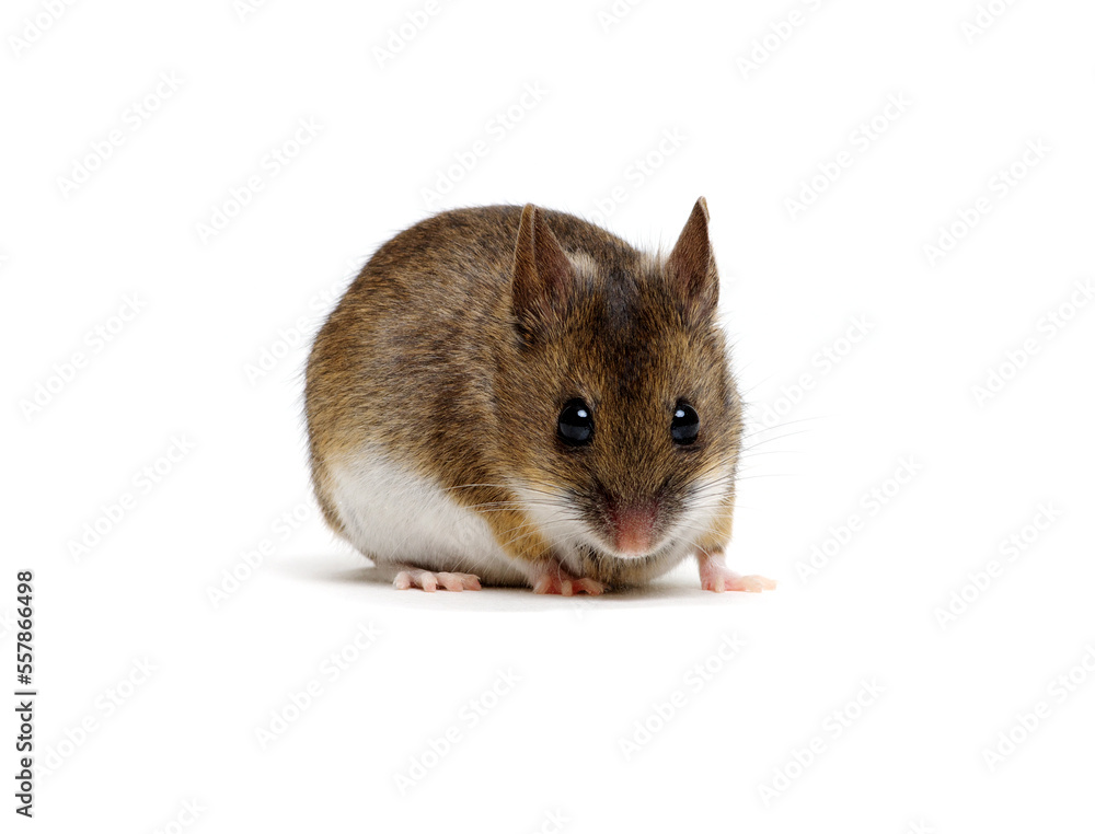 House mouse isolated on white House mouse isolated on white