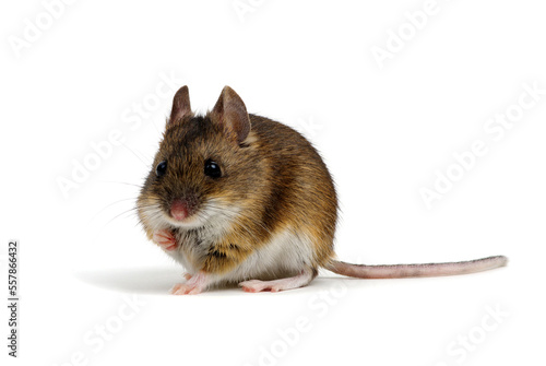 Mouse isolated on white background. © Alekss