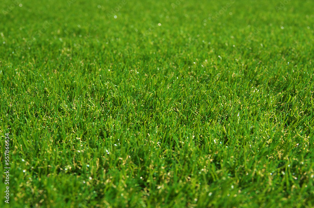 Top view fresh green grass Top view fresh green grass