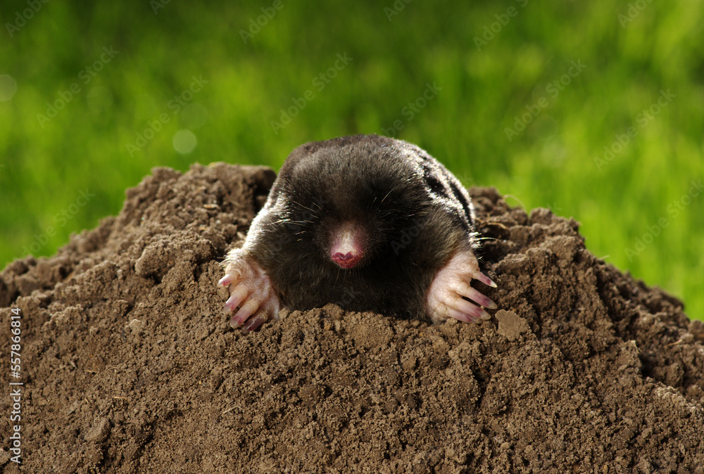 Mole crawling out of brown molehill Mole crawling out of brown molehill