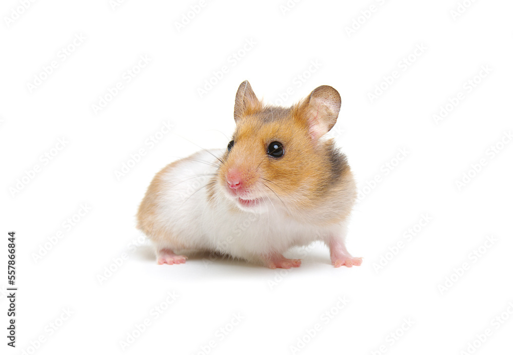 Syrian Hamster isolated on a white Syrian Hamster isolated on a white