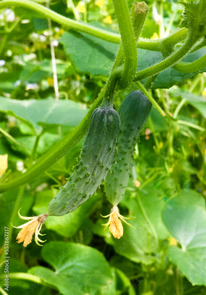 Cucumber in a garden in the village. Growing cucumbers in a greenhouse Cucumber in a garden in the village. Growing cucumbers in a greenhouse