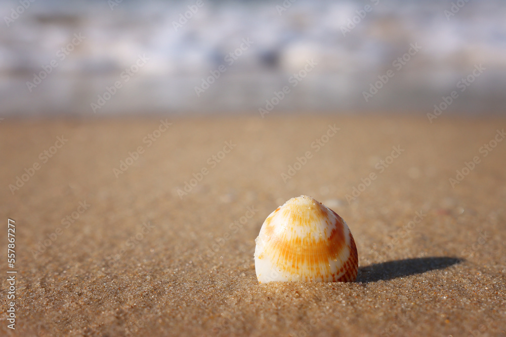 image of sandy summer beach and seashell at sun light image of sandy summer beach and seashell at sun light