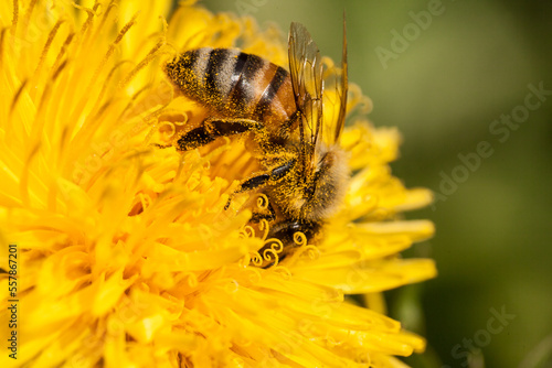 bee on flower