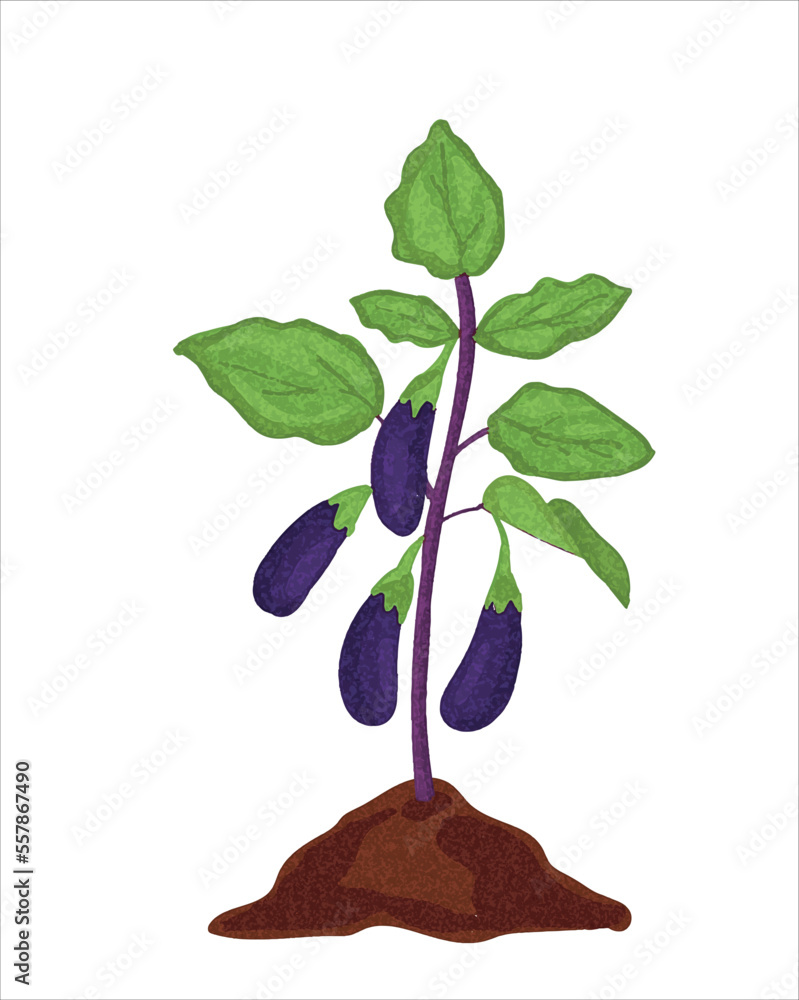 Growth stages of aubergine plant. Aubergine growing stages vector