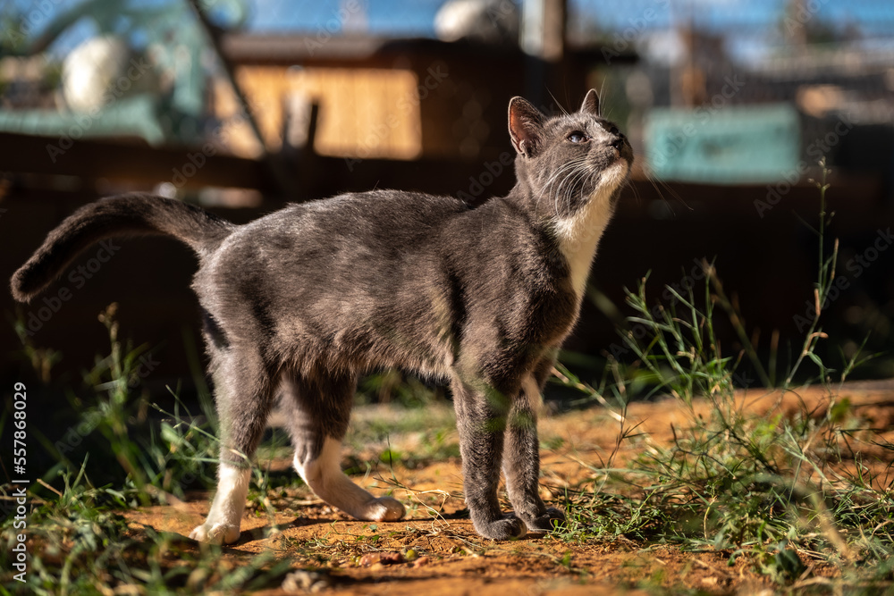 Gray cat walking outside day feline Gray cat walking outside day feline