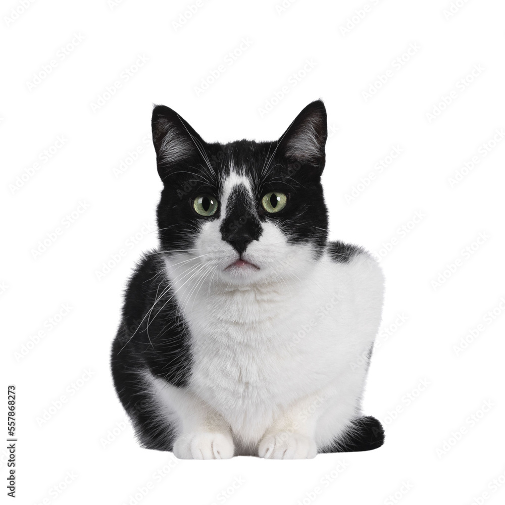 Cute black and white house cat, sitting facing forwards. Looking straight at camera with mesmerizing green eyes. Isolated cutout on trasnparent background. Cute black and white house cat, sitting facing forwards. Looking straight at camera with mesmerizing green eyes. Isolated cutout on trasnparent background.