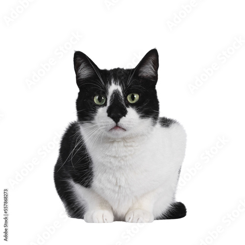Cute black and white house cat, sitting facing forwards. Looking straight at camera with mesmerizing green eyes. Isolated cutout on trasnparent background.