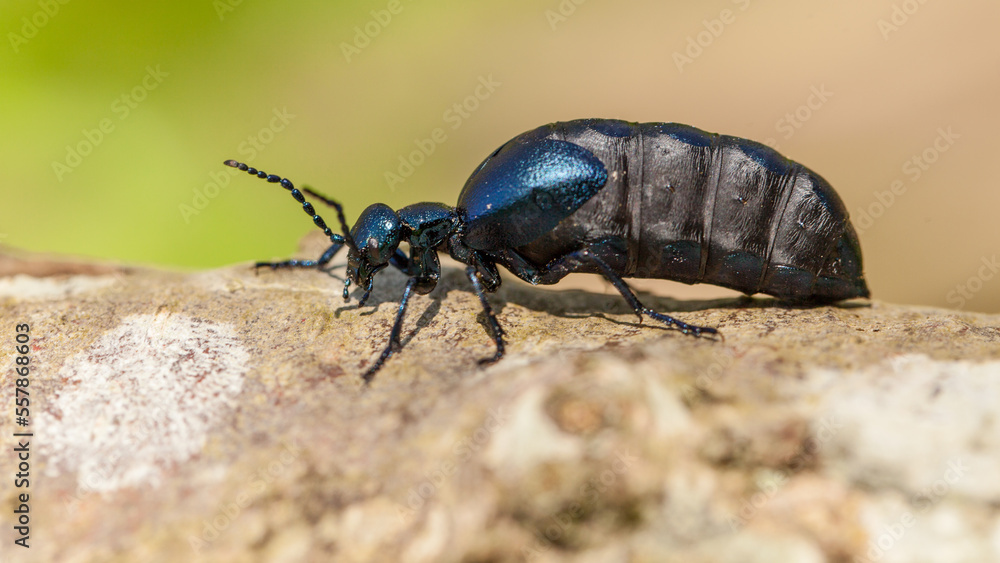 violet oil beetle, meloe violaceus violet oil beetle, meloe violaceus
