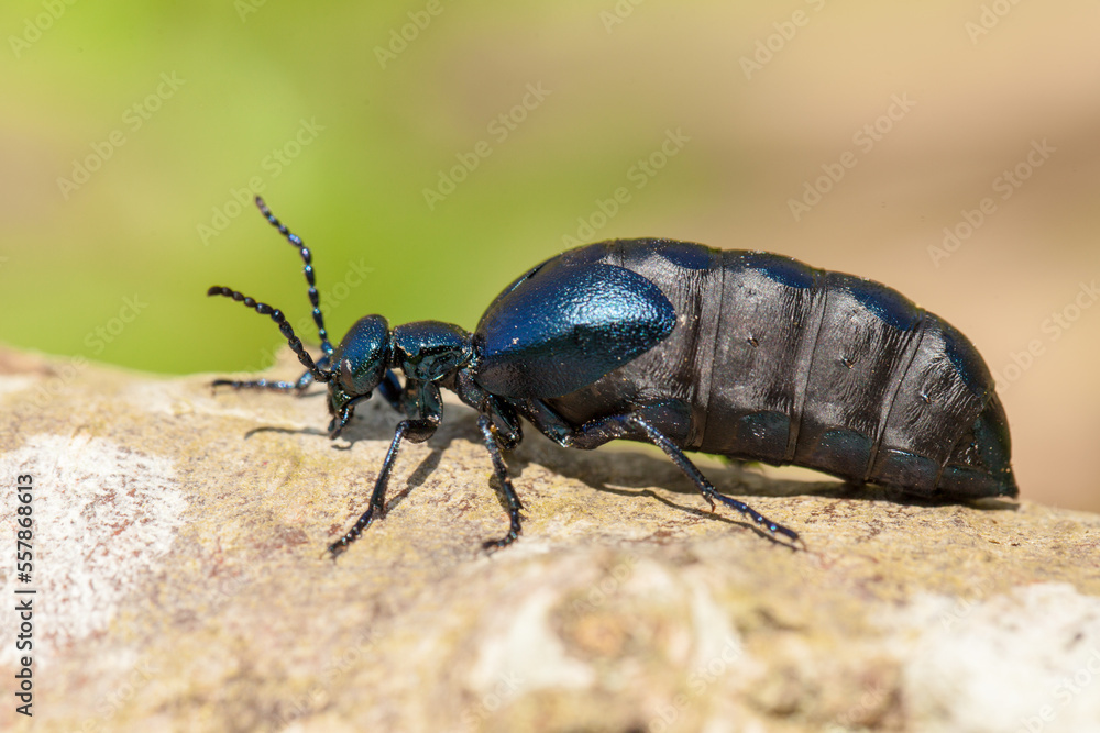 violet oil beetle, Meloe violaceus violet oil beetle, Meloe violaceus