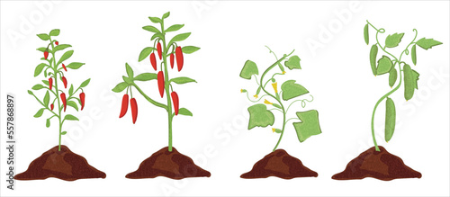 Red pepper and cucumber plant hand drawing vector illustration. Green pepper and red pepper saplings